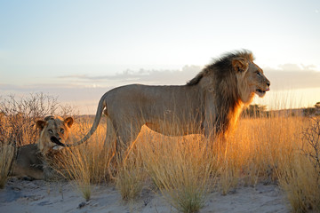 Plakat Big male African lions (Panthera leo) in early morning light, Kalahari desert, South Africa.