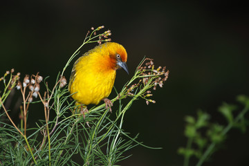 Male Cape weaver (Ploceus capensis) perched on a plant, South Africa.