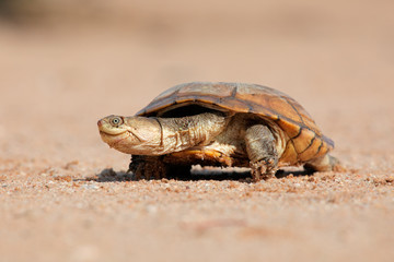 Obraz premium Helmeted terrapin (Pelomedusa subrufa) on land, South Africa.