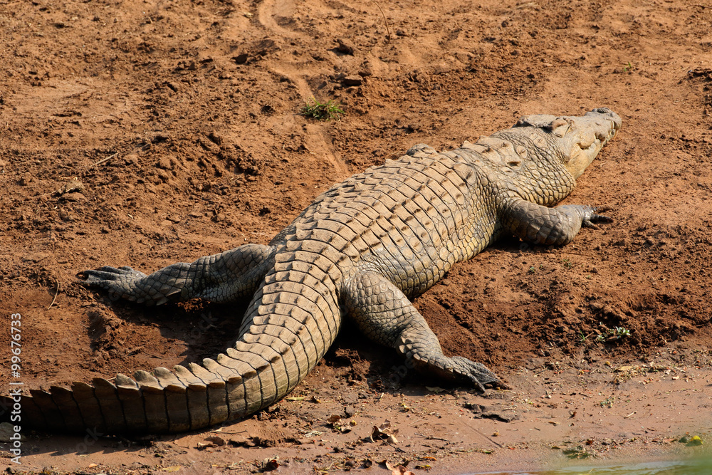 Sticker A Nile crocodile (Crocodylus niloticus) basking, Kruger National Park, South Africa.