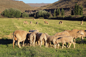 Merino sheep grazing on lush green pasture in late afternoon light, Karoo region, South Africa.