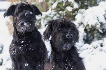 Portrait of a pair of Schnauzer dogs in winter
