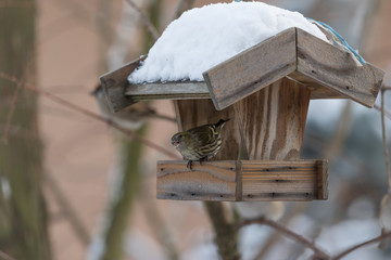 The bird in a birdhouse