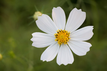 하얀 코스모스