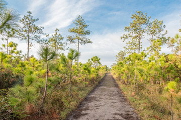Walk path in pine forest.