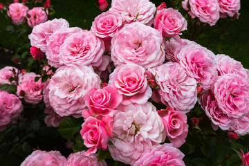 pink roses in garden