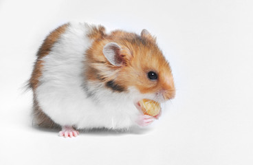 Hamster eating hazelnut
