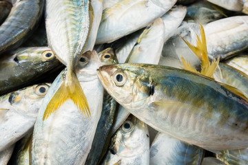Fresh fish at the seafood market for sell