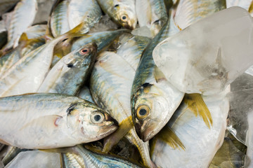 Fresh fish at the seafood market for sell