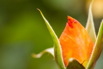 beautiful rose bud macro