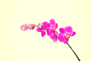 Fototapeta na wymiar Banch of orchid flower