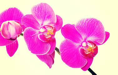 Branch of orchid flower