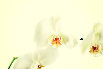 Fototapeta na wymiar Branch of orchid flower
