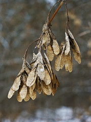 Семена клена