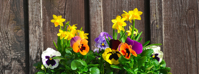 Banner Frühling Blumen pflanzen