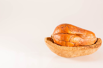 Side View and selective focus  : Mahogani seed