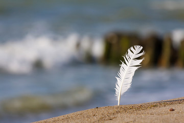 the feather of a Seagull against the sea