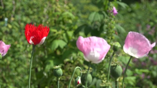 focus change from red big poppy in purple poppy in flower garden in summertime. 4K UHD video clip.
