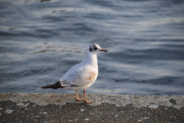 Fototapeta premium Möwe auf der Kaimauer