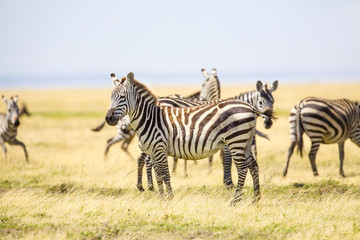 Fototapeta na wymiar Zebras standing at the vast plains in Serengeti