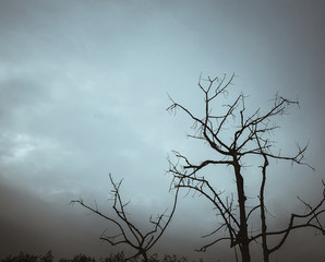 Abstract branch on dark sky background