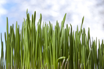 Wheat cereal spring