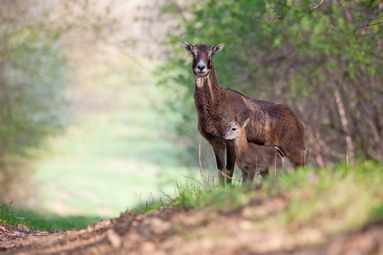 Mom and young mouflon
