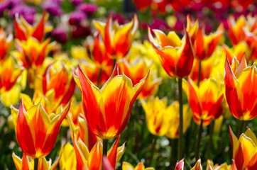 Bright orange tulips
