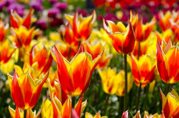 Fototapeta premium Bright orange tulips