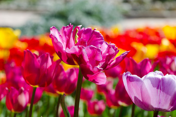 Obraz premium bright lilac tulips in the garden