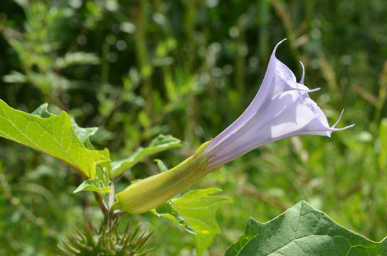 Closed Flower Of Hedge Bindweed In Meadow