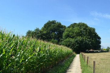 Fototapeta na wymiar Walking trail next to corn field and meadow in rural Flanders