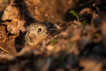 Young rabbit by sunset light