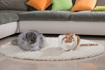 Fototapeta na wymiar Zwei Katzen im Wohnzimmer