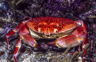 Carpilius corallinus or Batwing Coral Crab