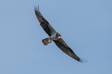 Osprey in flight in morning light