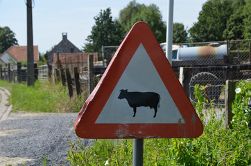 Warning sign for crossing cows in rural Flanders