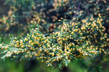 Juniper branch with pollen-producing male cones