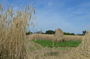 Pyramids of straw after harvest in rye field
