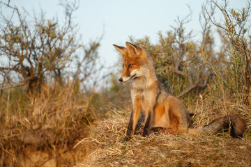 Red foxe cub in nature