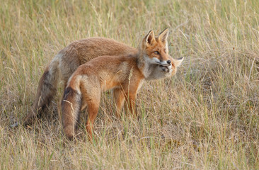 Red foxe cub in nature