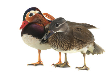 ducks
