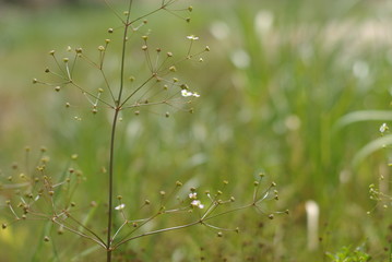 meadow with wild grasses