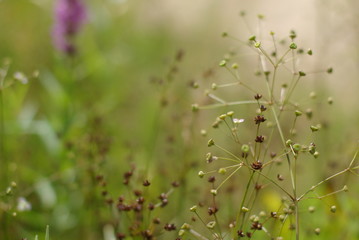 meadow with wild grasses
