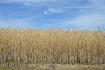 Rye crop on a field ready for harvest in summer