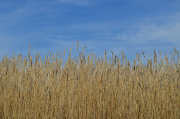 Rye crop on a field ready for harvest in summer