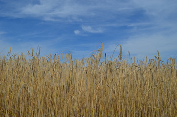 Rye crop on a field ready for harvest in summer
