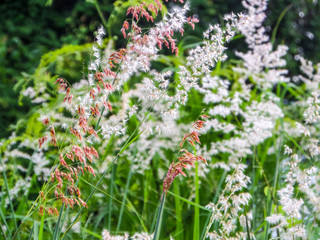Grass flower and meadow