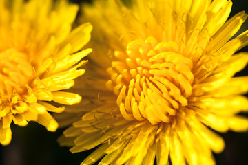 Closeup of two blooming yellow dandelion flowers