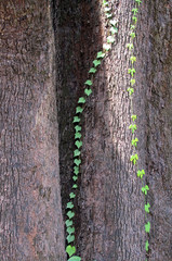 wood cracked texture